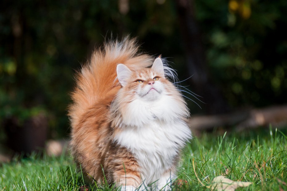 Норвежский Лесной кот