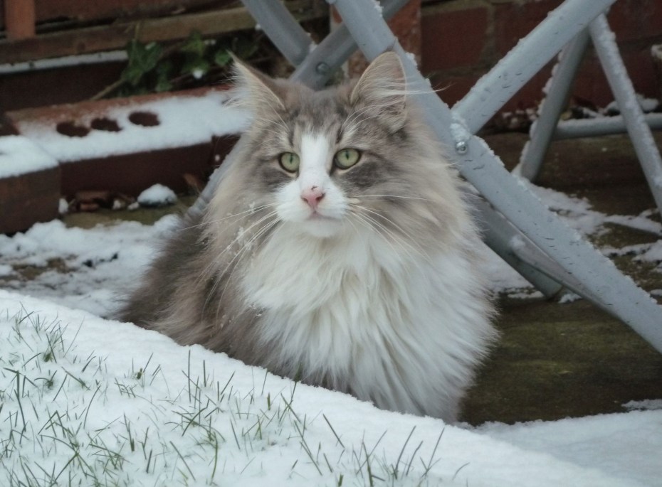 Американская Лесная кошка