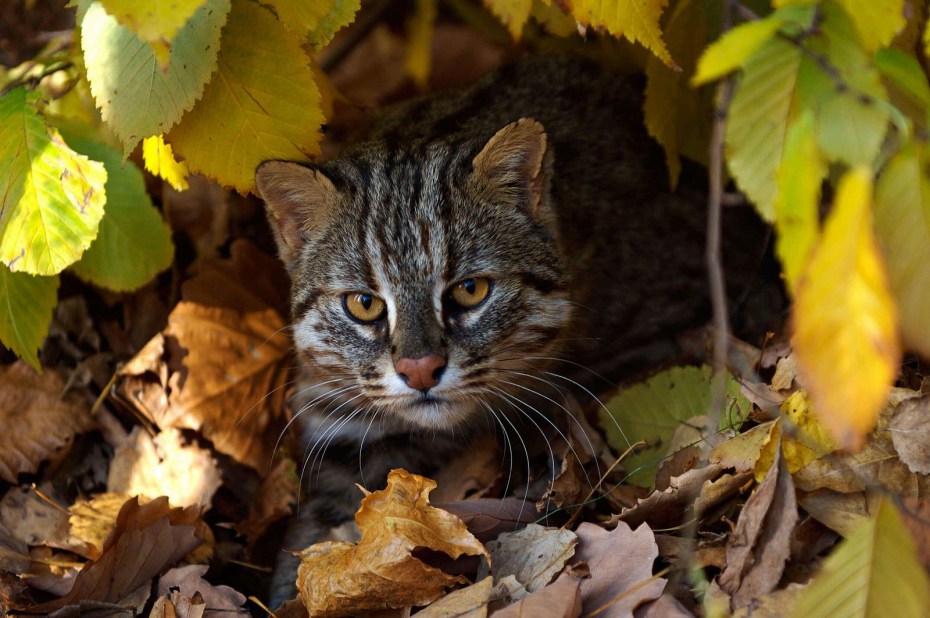 Дальневосточный Лесной кот (Prionailurus bengalensis euptilurus)