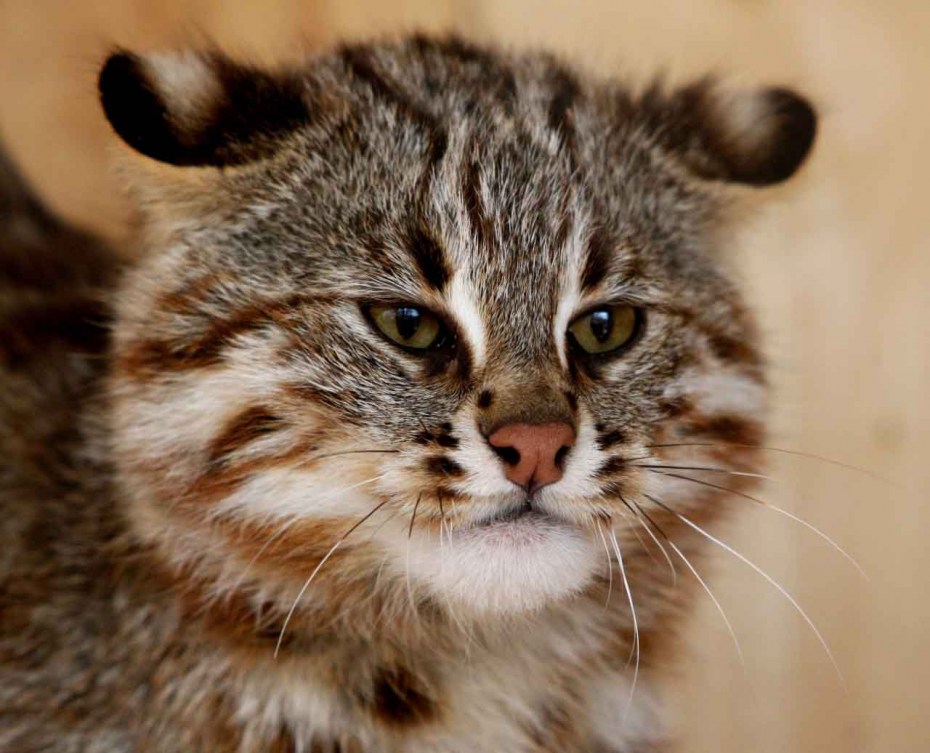 Дальневосточный Амурский Лесной кот