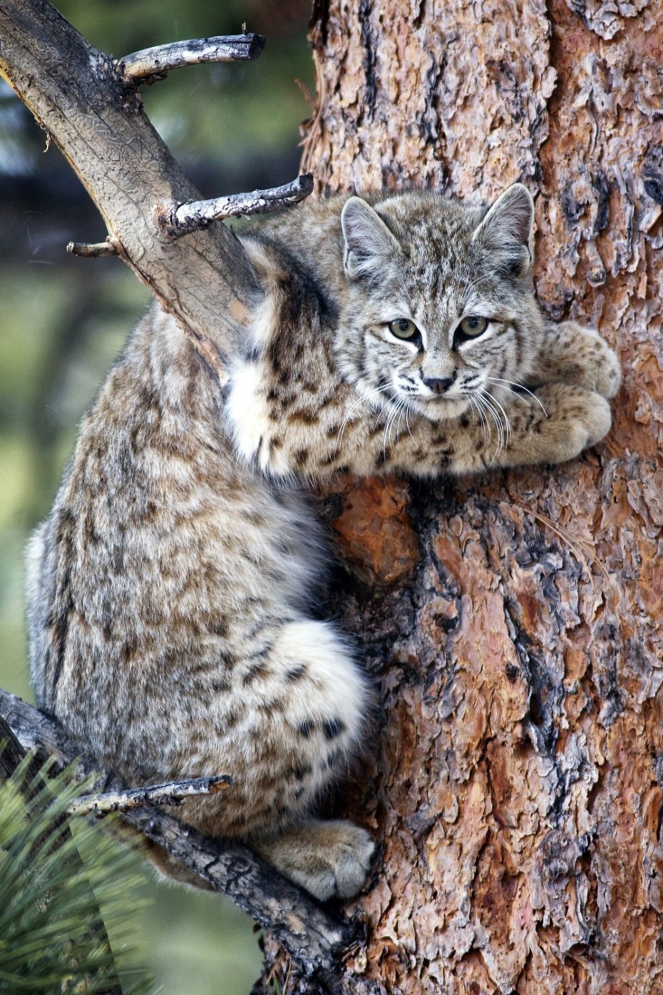Дальневосточная Лесная кошка