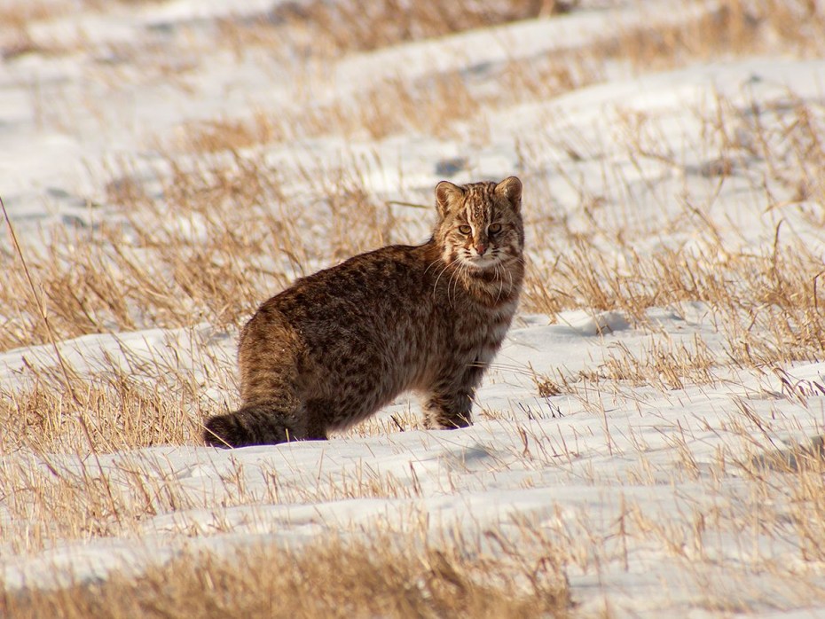 Дальневосточный Амурский Лесной кот