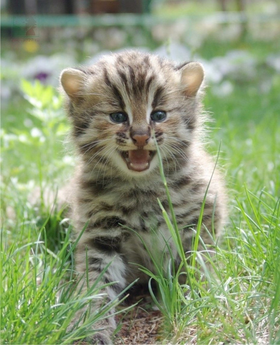 Дальневосточный Лесной кот