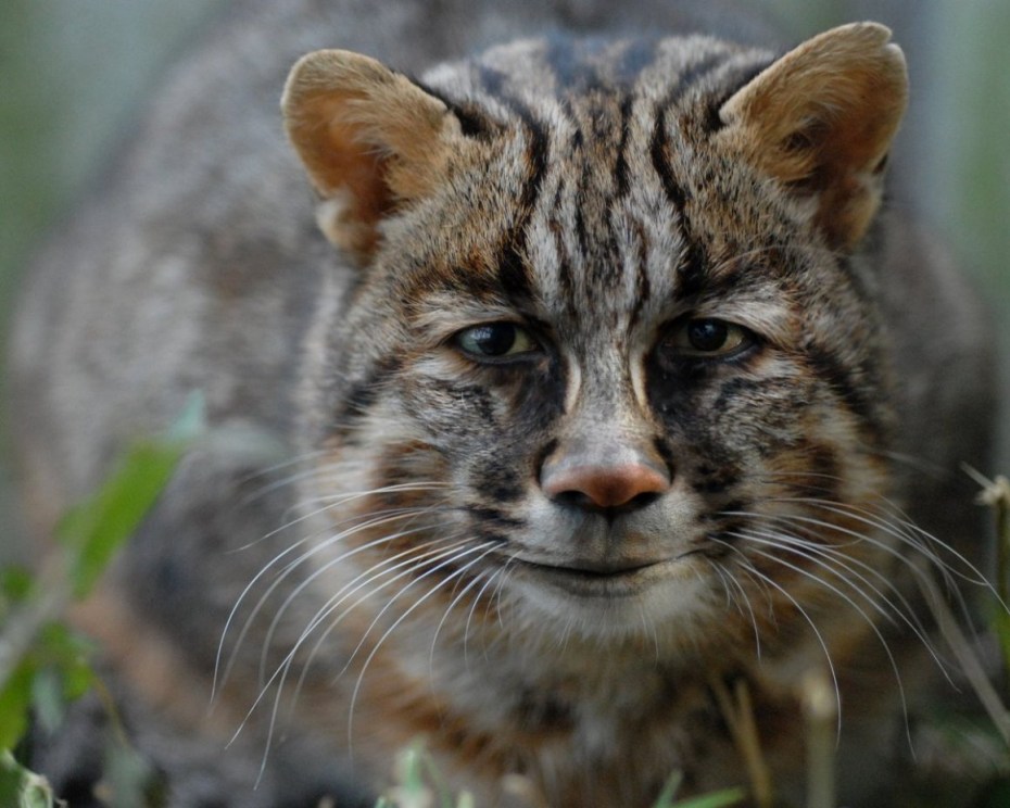Дальневосточный Амурский Лесной кот