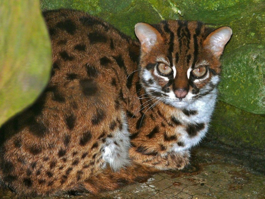 Европейский Лесной кот камышовый
