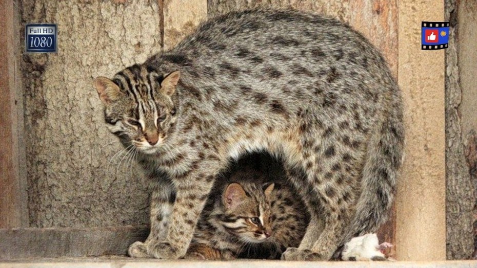 Дальневосточный дикий кот