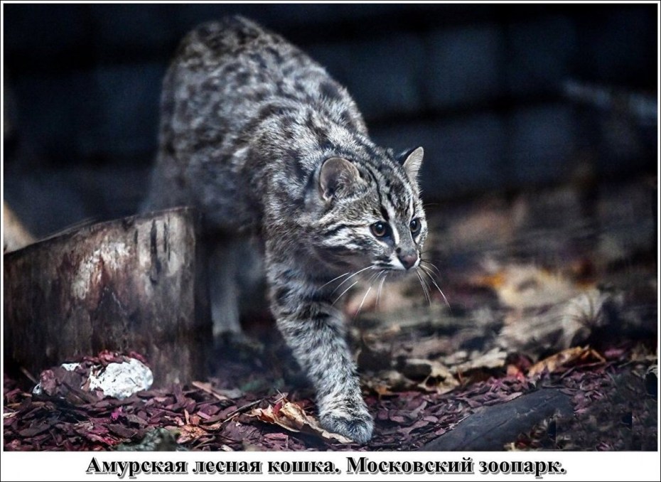 Дальневосточный камышовый кот