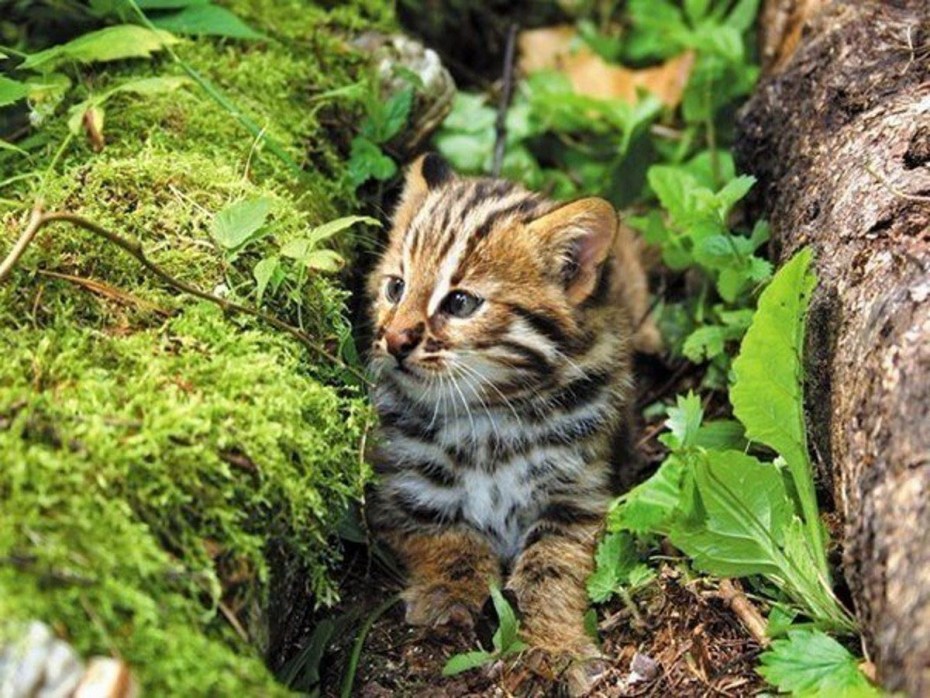 Амурский Лесной кот с котятами