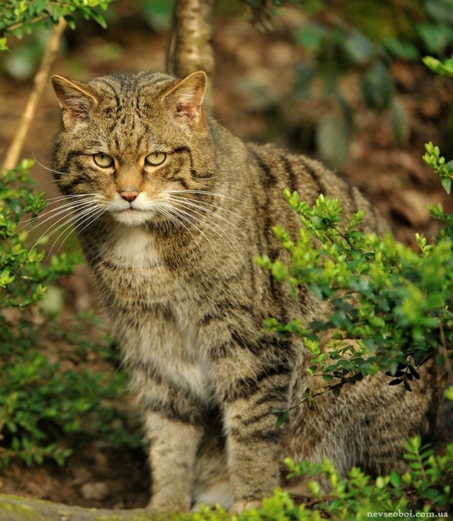 Европейский дикий Лесной кот