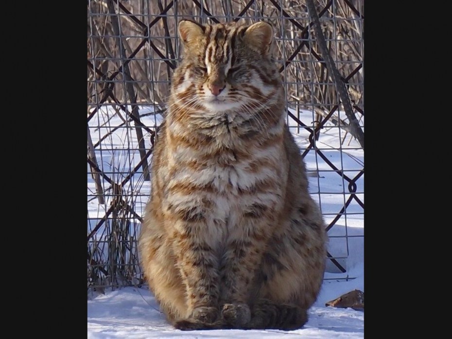 Уссурийский Амурский Лесной кот