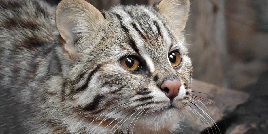 Кот дикий Лесной камышовый Амурский
