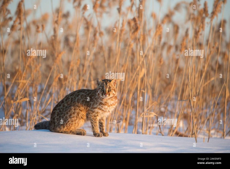 Дальневосточный Лесной кот