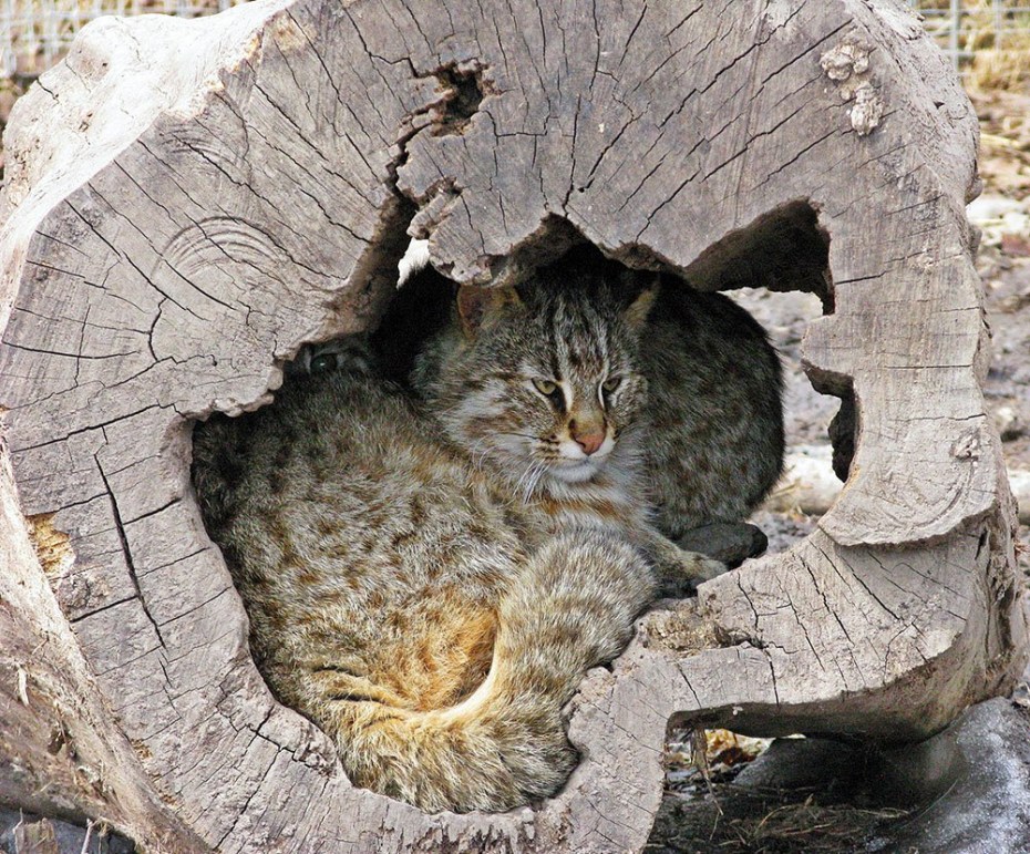 Европейская Дикая Лесная кошка