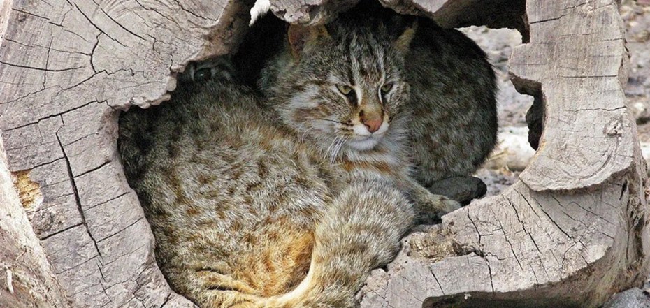 Европейский Лесной кот камышовый