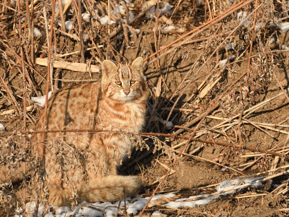 Европейский дикий Лесной кот