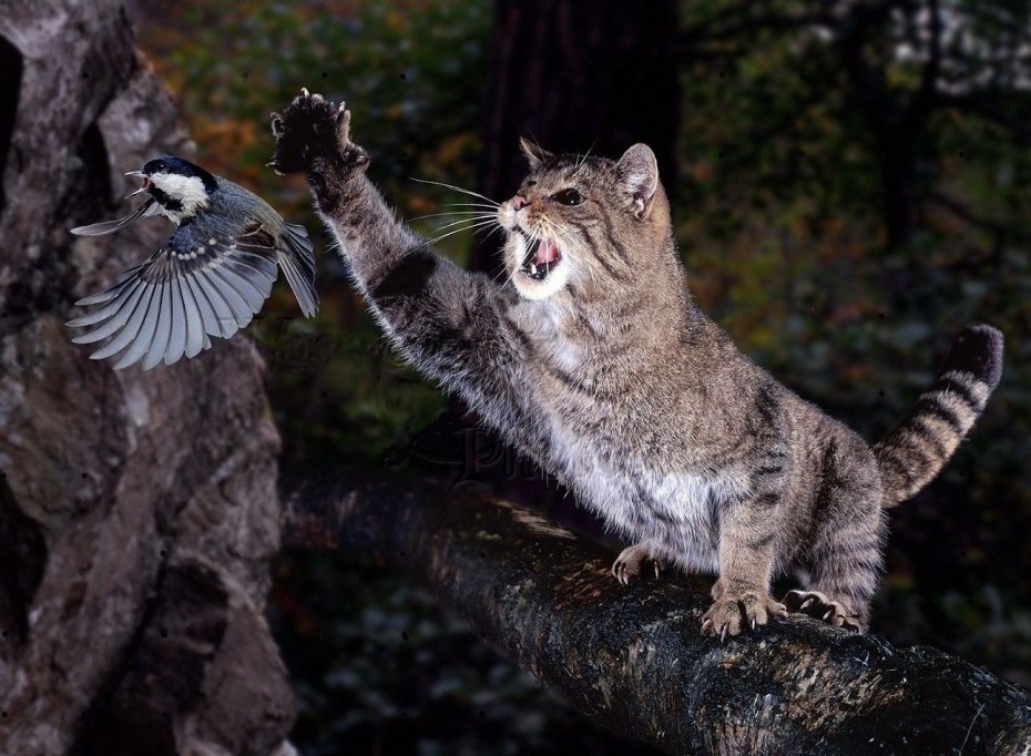 Кавказская Лесная кошка Felis Silvestris Caucasica