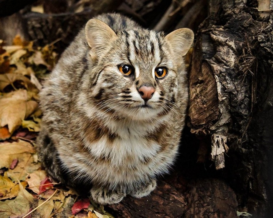 Дальневосточный Лесной кот (Prionailurus bengalensis euptilurus)