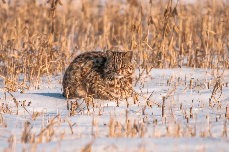 Дальневосточный Амурский Лесной кот