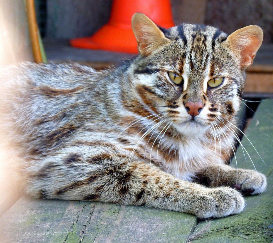Кавказская Лесная кошка Felis Silvestris Caucasica