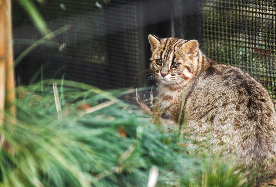 Амурский Лесной кот с котятами