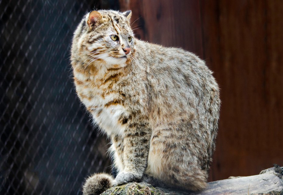 Дальневосточный Лесной кот