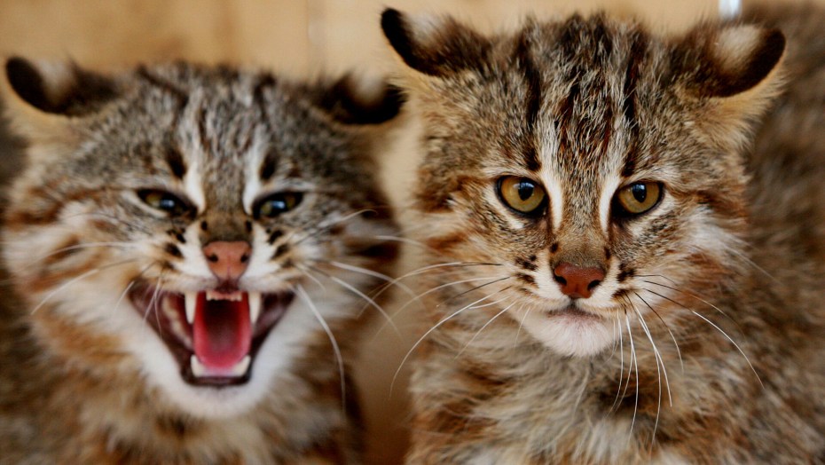 Лесной кот Felis Silvestris