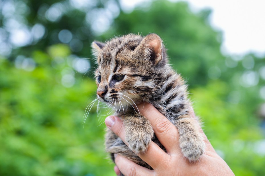 Амурский Лесной кот в зоопарке