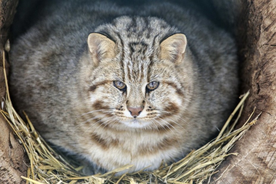 Амурский Лесной кот картинки