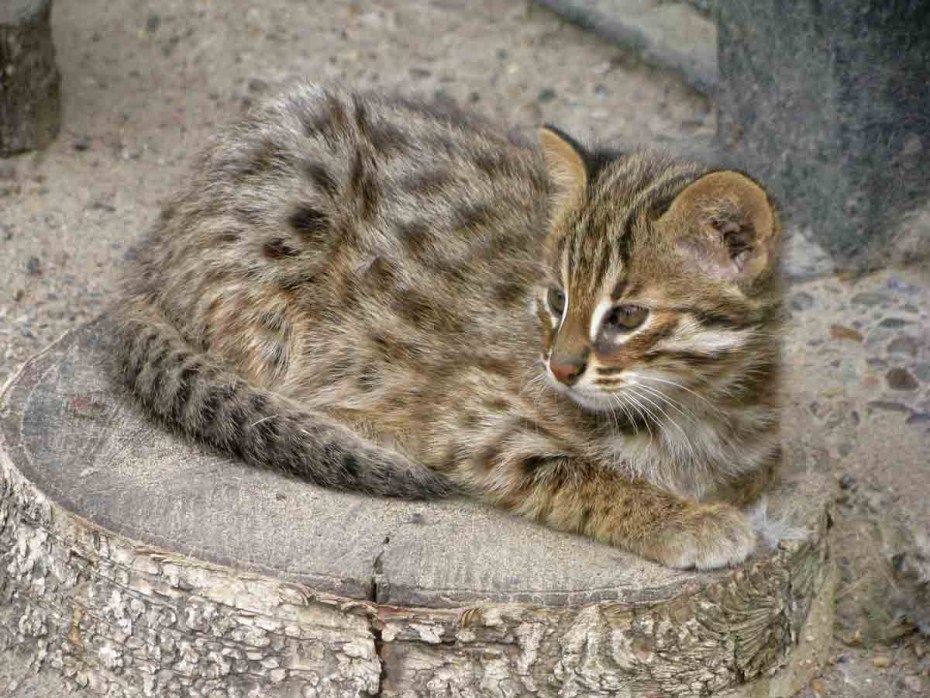 Дальневосточный Амурский Лесной кот