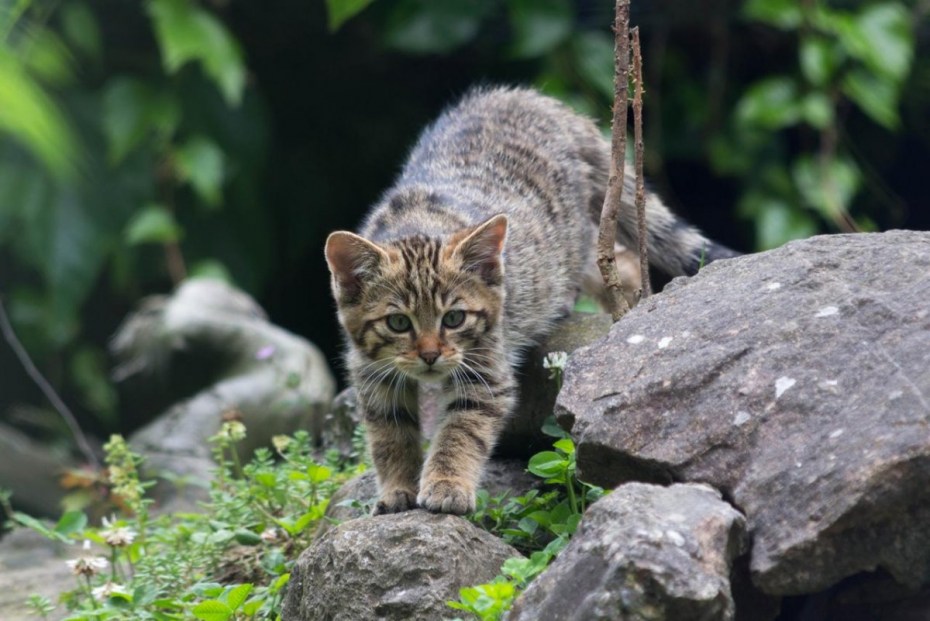 Европейский Лесной кот камышовый