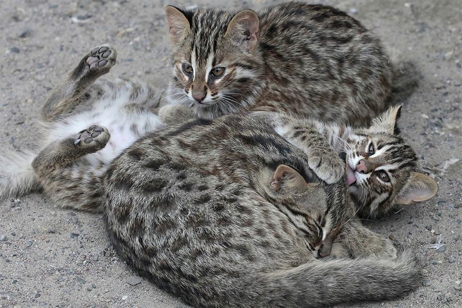 Дальневосточный дикий Лесной кот
