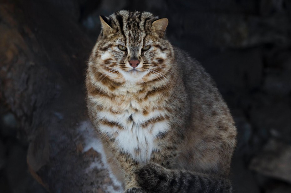 Дальневосточный Амурский кот