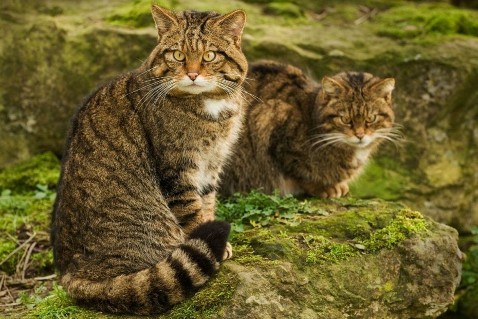 Prionailurus bengalensis euptilurus