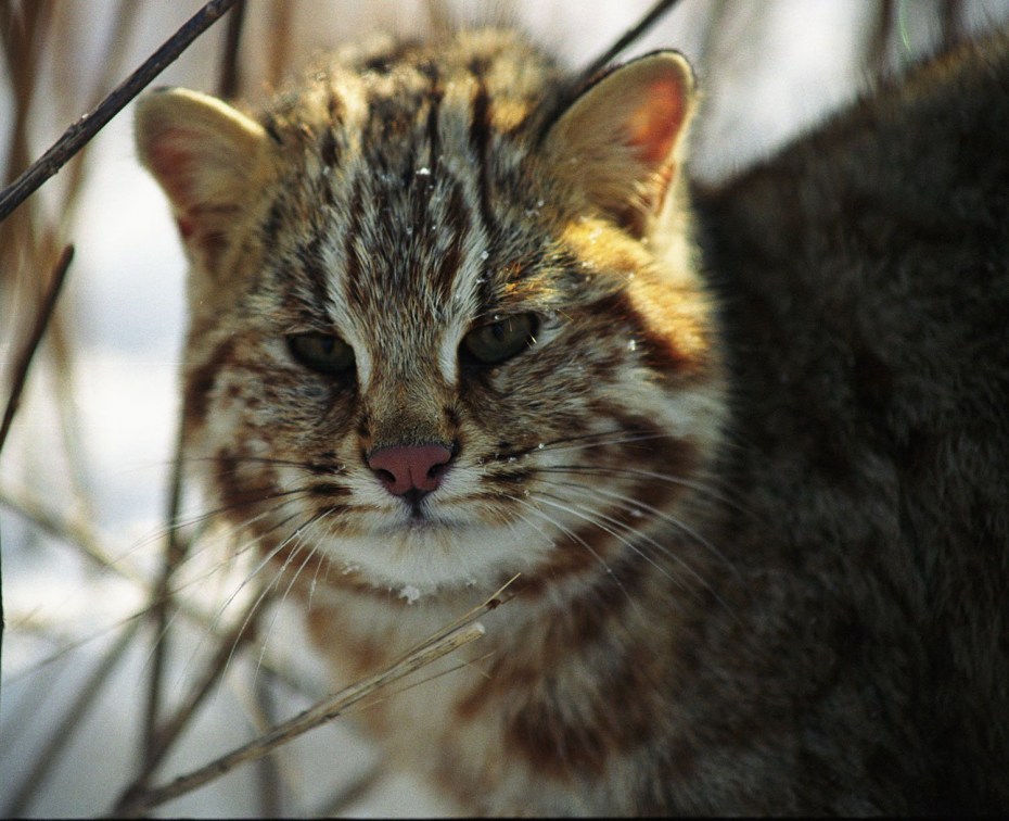 Дальневосточный Лесной кот