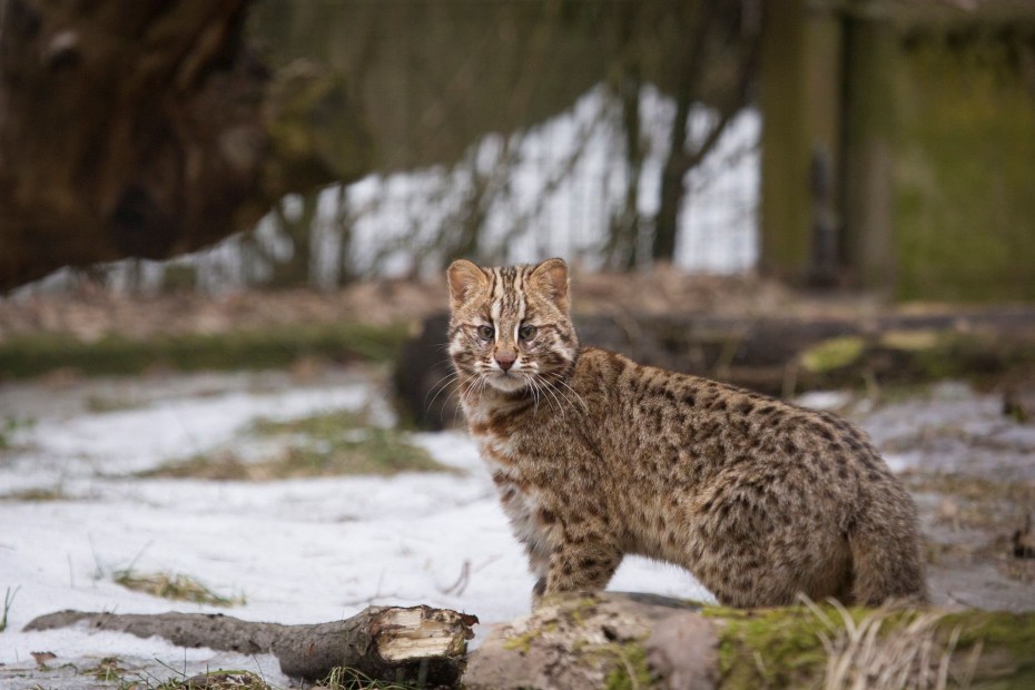 Амурская кошка