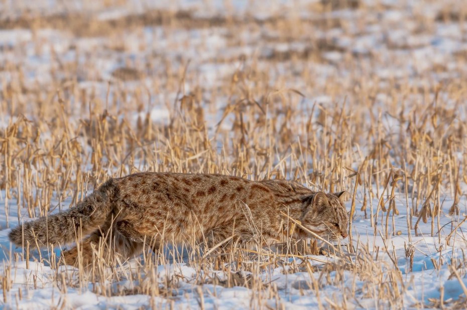 Европейский Лесной кот камышовый