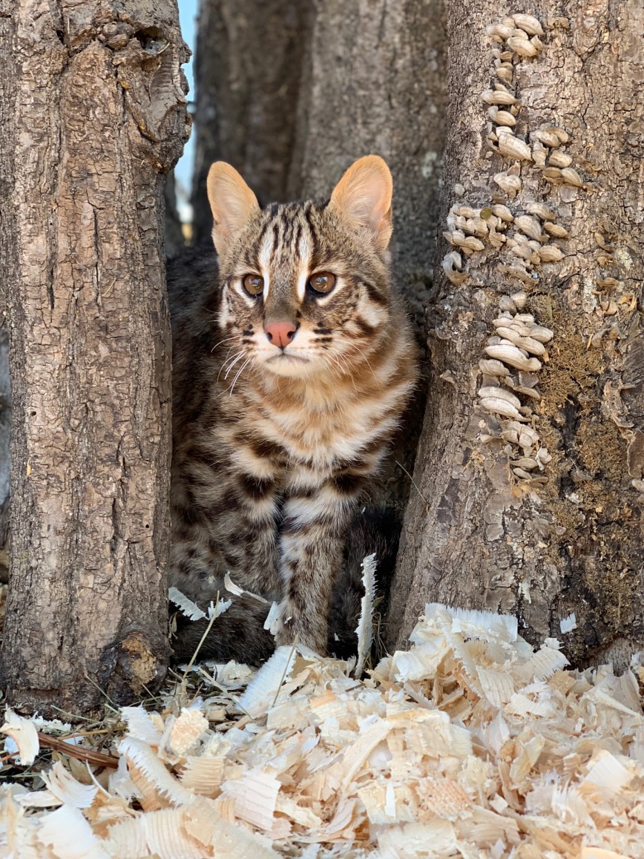 Лесной кот Приморский край