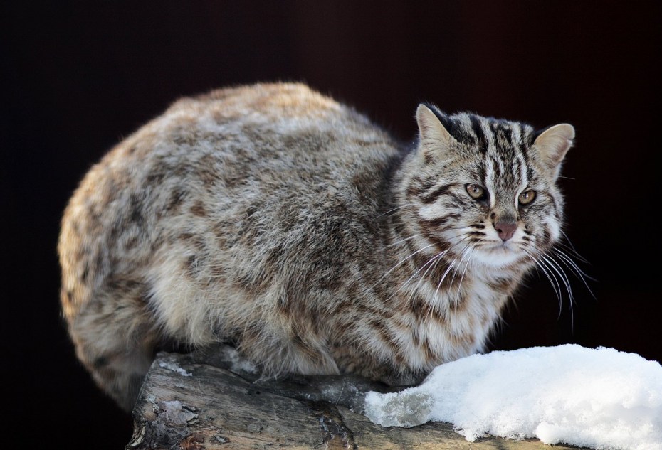 Дальневосточный Амурский Лесной кот