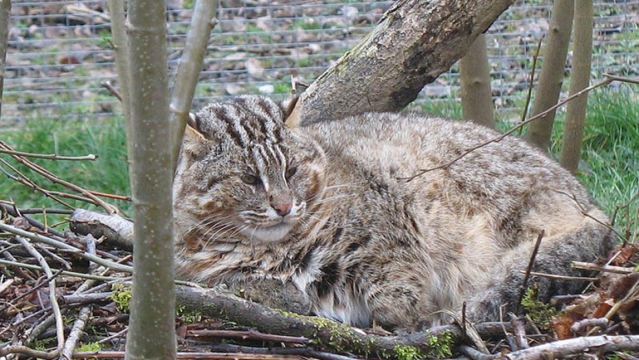 Амурский кот семья