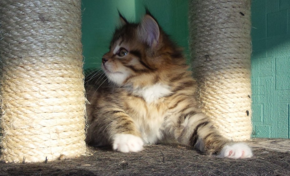 Котята Сибирские среднешерстные