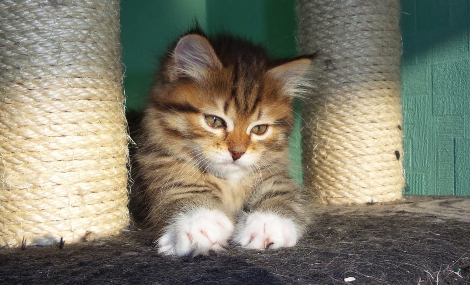 Абакан Сибирские котята