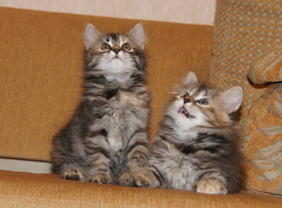 Котята 1 неделя