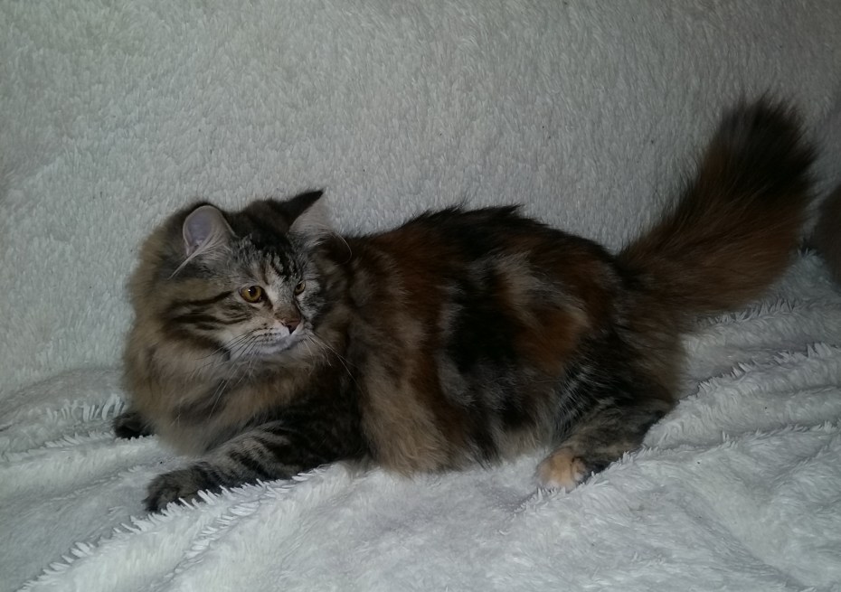 Сибирские котята отзывы