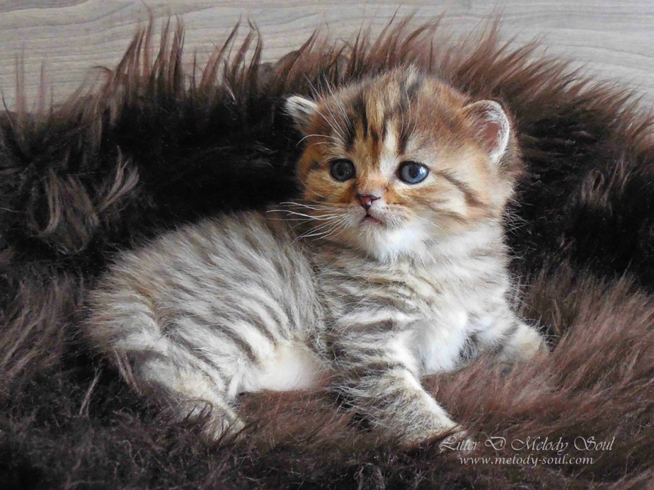 Сибирские котята традиционного окраса