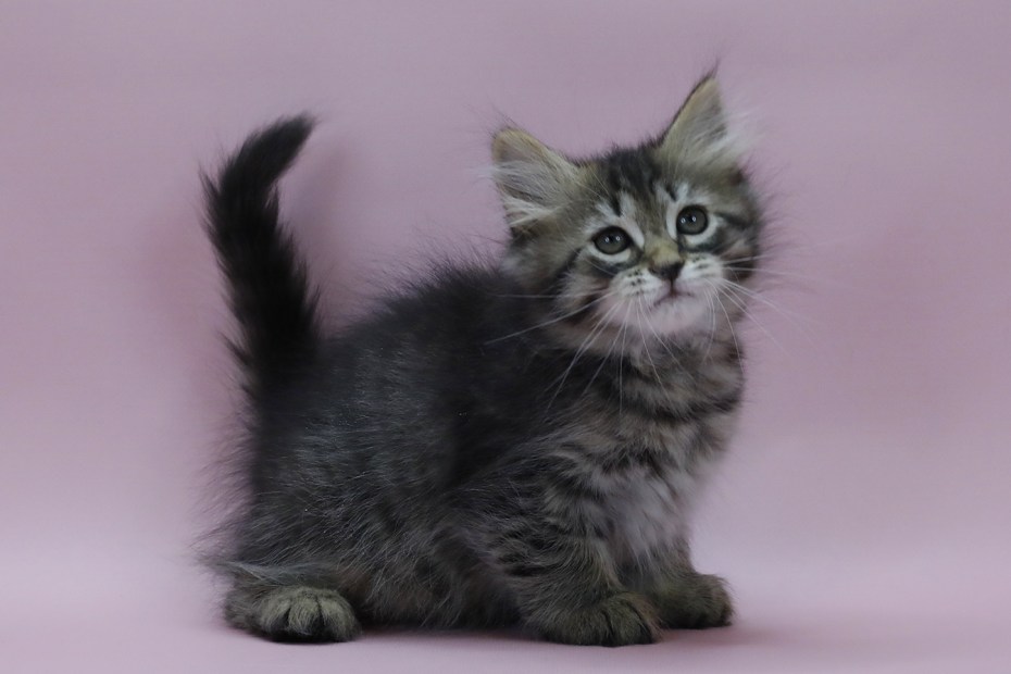 Сибирские котята Нижневартовск