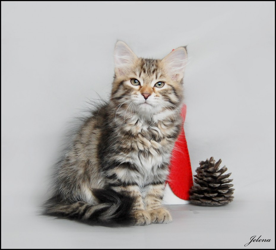 Сибирские котята Нижневартовск