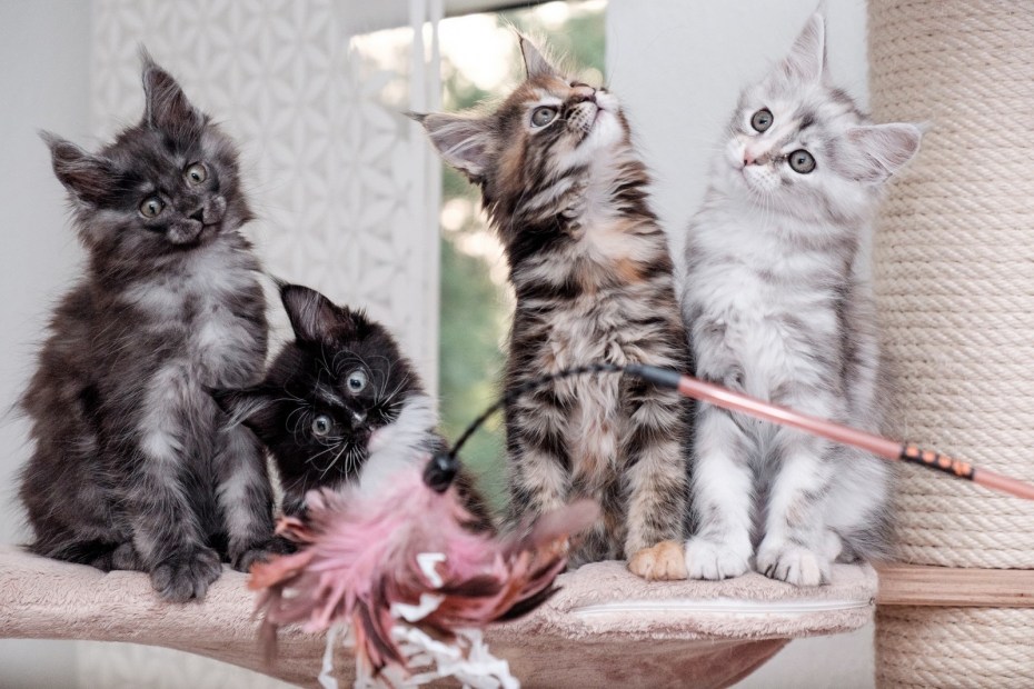 Мейн кун короткошерстный