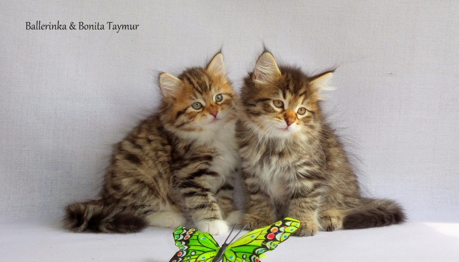 Сибирский пятнистый котёнок фото