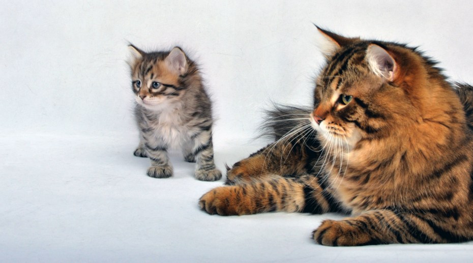 Котенок кушает