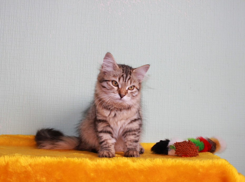 Котенок пьет воду